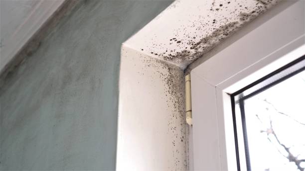 Best Preventive Mold Services in West Wareham, MA
