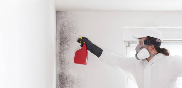Best Commercial Mold Remediation in West Wareham, MA