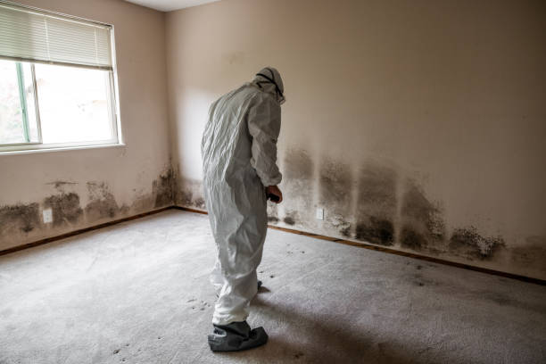 Best Health and Safety Mold Remediation in West Wareham, MA